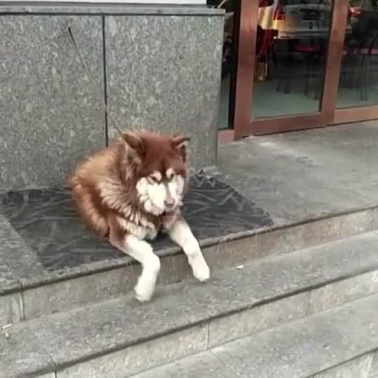 husky and malamuteのインスタグラム：「Self-entertainment.🥰🥰🙈 follow @alaskandaily （Twitter：alaskandaily）for more cute pic and video.😜 ……………………………………………………………… Each video was approved by the original author. But  don't have a Instagram account. We are first one post those video. So watermark credit @alaskandaily ……………………………………………………………… #alaskan#malamute#alaskanmalamute#alaskanhusky#malamutesofinstagram#puppylife#puppylove#puppydog#puppylover#dogdays#malamutepuppy#huskies#huskeypuppy#huskeiesreq#siberian#huskeiesofig#dogslife#dogsofnyc#cutedog#cutedogs#huskeypics#huskeylovers#huskygram#huskeylove#huskiesofinstagram#dogsofnyc#husky#狗」