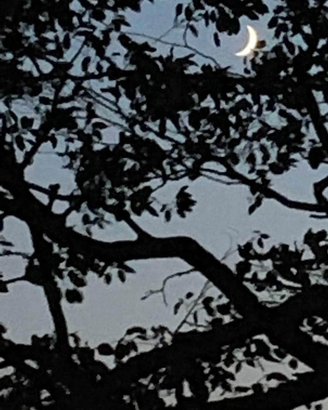 ブルース・ウェーバーさんのインスタグラム写真 - (ブルース・ウェーバーInstagram)「A sliver of the moon shining through the forests of Maine after a long day taking photos」8月5日 21時32分 - bruce_weber