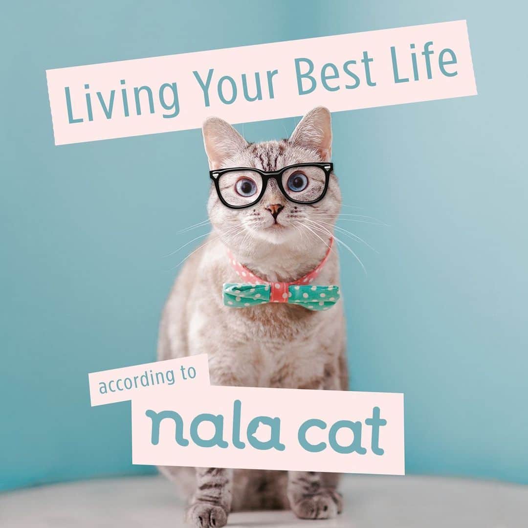 nala_catさんのインスタグラム写真 - (nala_catInstagram)「Hello my friends! I have exciting news, I am now an author! Living Your Best Life According to Nala Cat arrives in April and you can preorder your copy now. Link in bio! I hope you enjoy it as much as I enjoyed writing it! 📚  @penguinrandomhouse」8月5日 21時52分 - nala_cat