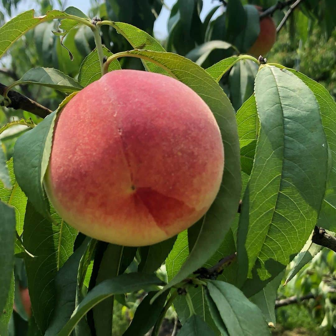 里井真由美さんのインスタグラム写真 - (里井真由美Instagram)「岡山へ✈️まずは、もも狩り〜🍑😆💓🍑🍑 ・ ・ 岡山白桃工房「桃茂実苑(ともみえん)」さんには、30種もの桃が植わってます！超人気スポット♪ ・ ・ 桃の収穫直前は針金入りの袋に包まれてて、下から覗いて大丈夫そうなら垂直に狩るの。狩方を教われるから安心♪ ・ ・ ちなみに、剥き方って皆さんどうされてますか？ ・ ・ 絶対の剥き方ではないかもですが、 ・ →4枚目) アボカドみたいに、 桃のお尻みたいな割れ目を縦にして持ち、横にくるっと包丁入れて種の周りをズラすようにして剥くのが通常なのですって♪🥑 ・ ・ やってみたら、するんっとできました。熟れ状態が良いのは簡単にできるそう😊🍑💓 ・ ・ 近くのJA岡山でもすご〜くたくさんの桃が売られていてテンション上がったぁ♪ ・ ・ 岡山女子旅つづく ・ ・ #岡山#岡山フルーツ最高 #フルーツ#桃#もも#もも狩り#桃茂実苑 #里井真由美#JA岡山#もも好き#1級フードアナリスト里井真由美 #ありが糖運動 #国産食材#岡山女子旅#岡山とわたし」8月5日 22時42分 - mayumi.satoi