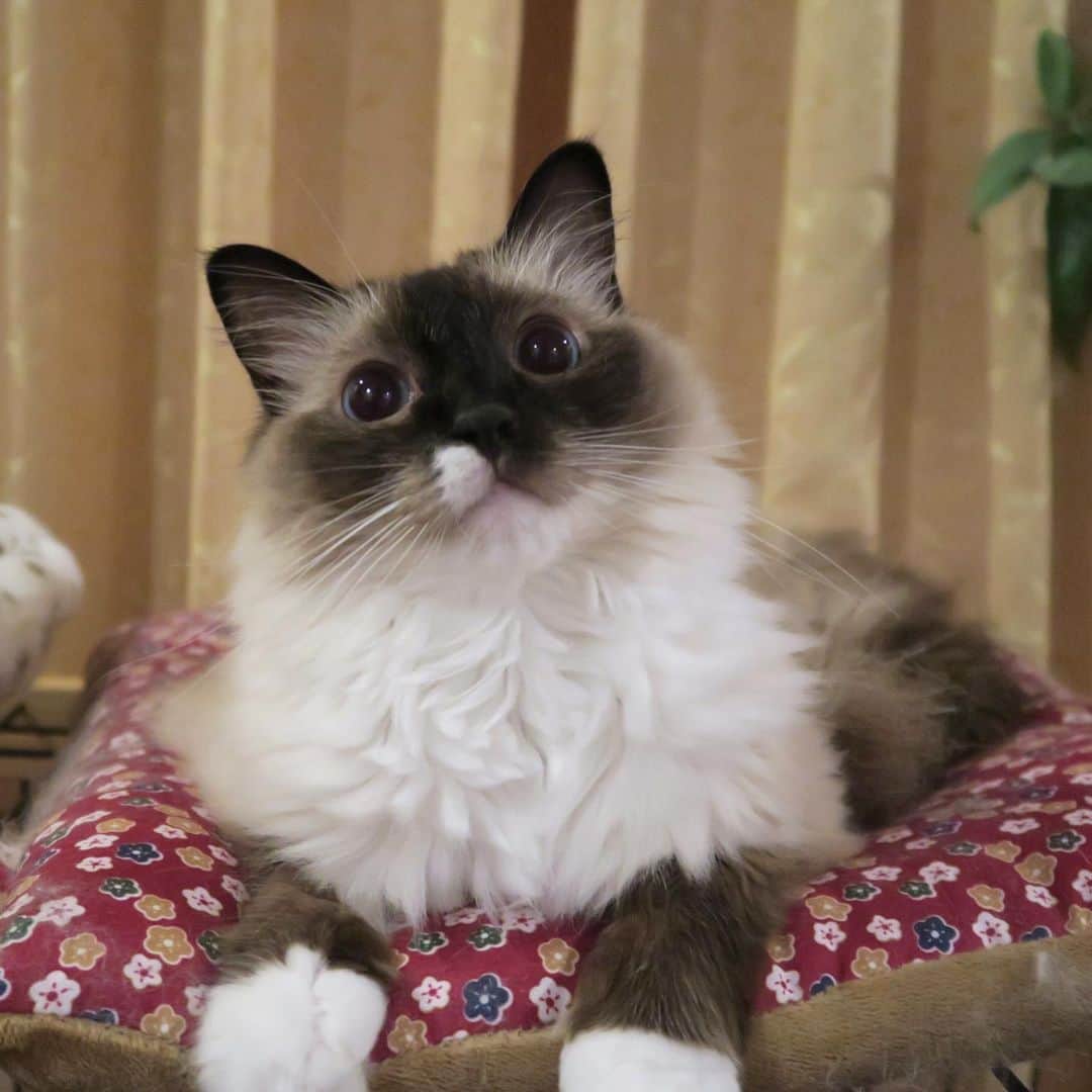 takegaeruのインスタグラム：「良いお顔😽 #cat #猫 #ragdoll #ラグドール #ホワイトポッチーズ」