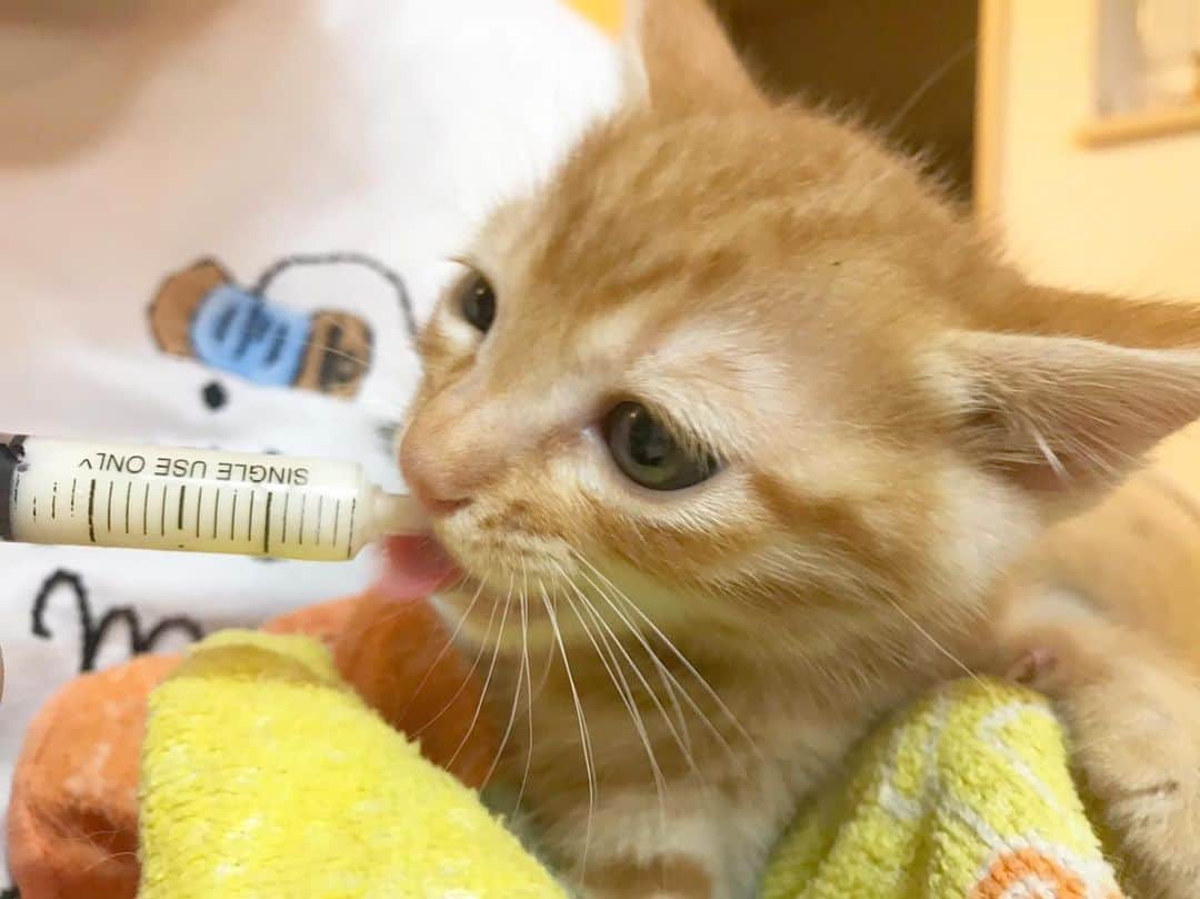 and myuさんのインスタグラム写真 - (and myuInstagram)「MIDORI😺 . 名前が翠に決まった模様😺 男の子です👦 チャトラン、テトラン、ミドランってとこか🤣 もうすぐ会えるのに 写真くれくれメールしてる猫bbaです🤣🤣 シリンジでミルク飲んでます😋 スクスク大きくなーれ。 テトはちょっと離れた所で監視しているようで その姿を見るのも楽しみ🤣🤣 . . . #野良猫#保護#保護猫 #新入り#ニューファミリー #実家猫 . .」8月5日 23時00分 - _wasastagram_