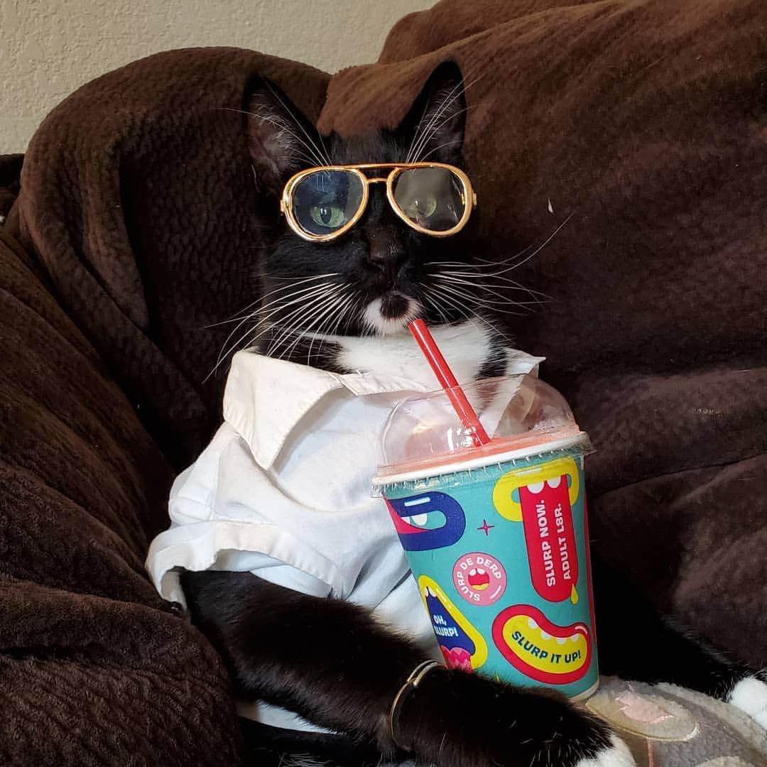 猫コスプレさんのインスタグラム写真 - (猫コスプレInstagram)「Best Slurpee?  Tag a Friend to vote 🍒 ❤ to vote 🍓 Comment Other  #StrangerThings #Slurpee #Alexei . . . . . . . #StrangerThings3 #alexeicosplay #strangerthingscosplay #catcosplay #catcostume #catsinclothes #petclothes #petcostumes #humor #voting」8月5日 22時54分 - cat_cosplay