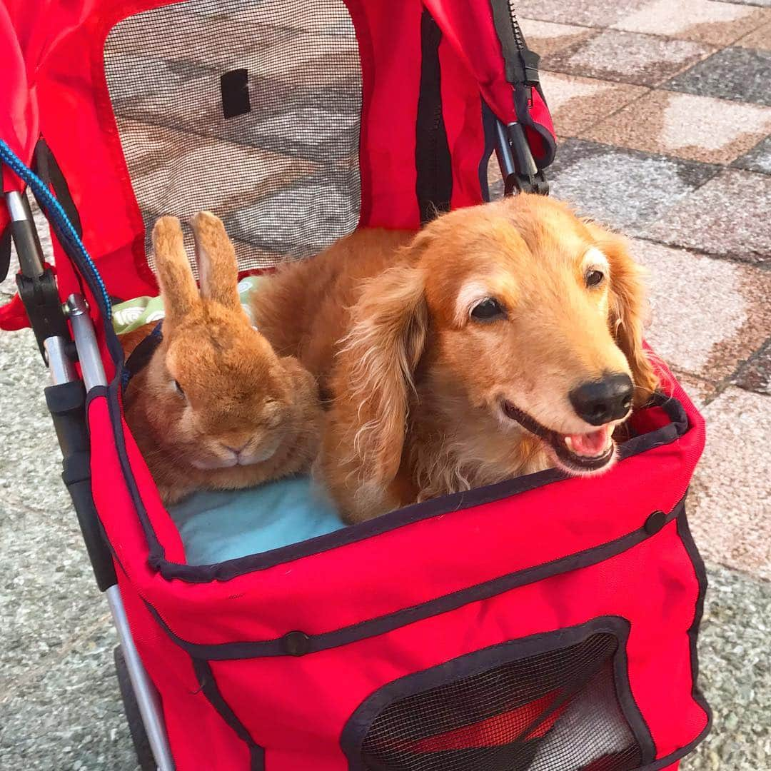 Chieko Shibutaさんのインスタグラム写真 - (Chieko ShibutaInstagram)「たろー🐶&うじゃこ🐰地方☀️青森🍎 おさんぽ🌱 ねぶた団地〜祭り会場 2枚目 動画は、微妙に映る🐶🐰😅 お囃子🎵🎵🎵楽しんでください❤️ 人混みに揉まれながらの🐶🐰明日は最終日！早い！✨ 💕✨🐶 🍀🐰✨💕 #dachshund #dachshunds #dachshundlove #dog #dogs #doglove #instadog #instagram #instagood #pet #pets #petsagram #cute #cutepe #cutepet #cutedog #cuteanimals #likes #09076999576 happy #smile #rabbit #ラビット #ミニュチュア #ミニュチュアダックス  #ミニュチュアダックスフント #うさぎ部 #うさぎ #ダックス #ダックスフンドロングヘアー#ねぶた祭り」8月5日 23時18分 - chieko.81