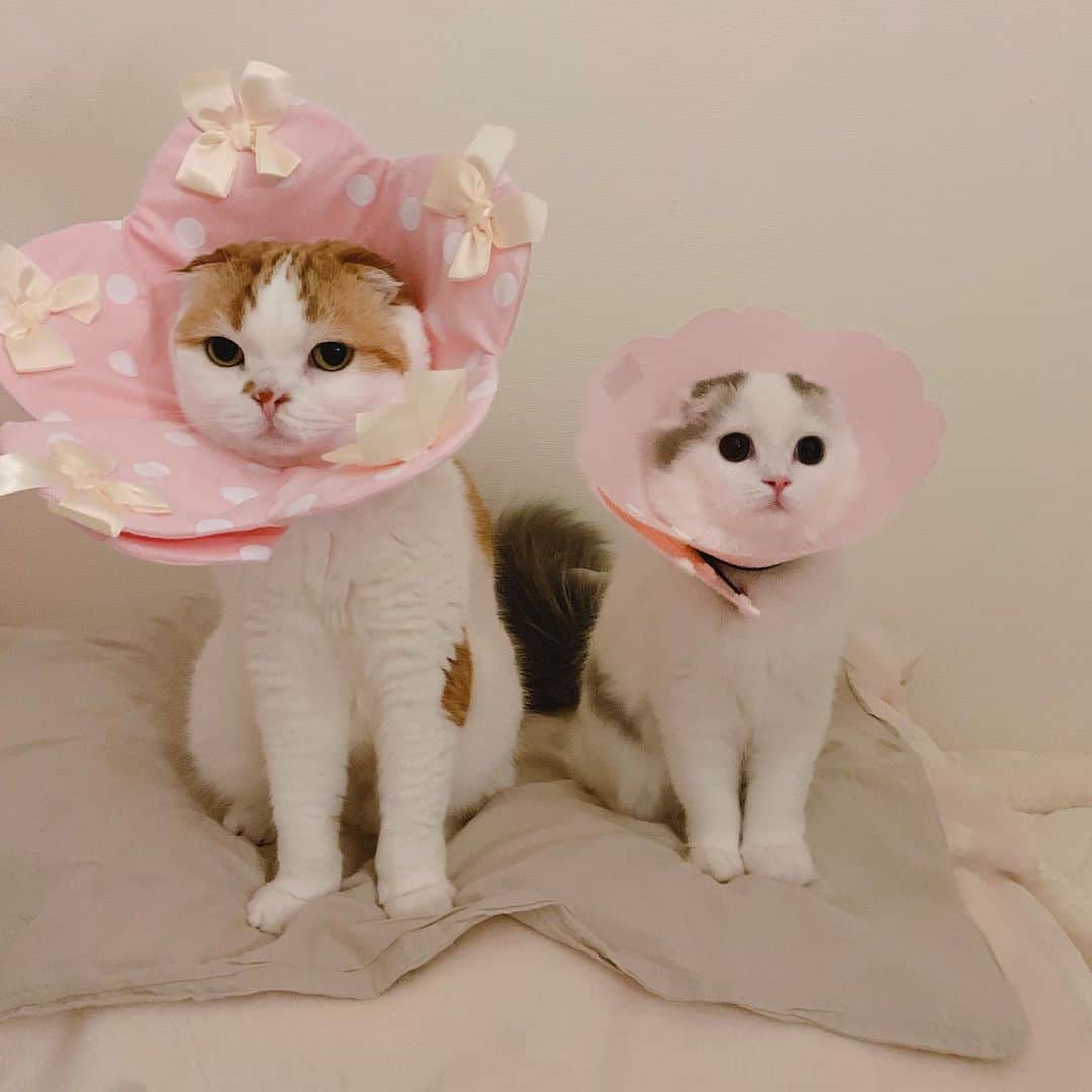 のんたさんのインスタグラム写真 - (のんたInstagram)「🌸 ぱんちゃんのエリカラを興味深そうに見ていたので 「のんちゃんもつけてみるー？」 と聞いて記念撮影しました！ ・ #scottishfold #catstagram_japan #catsofinstagram #cats_of_instagram#catoftheday #ilovemycat #bestmeow #catlover #cutecat #kittensofinstagram #cute #スコティッシュフォールド#エリカラ#brotherandsister」8月5日 23時11分 - utacci