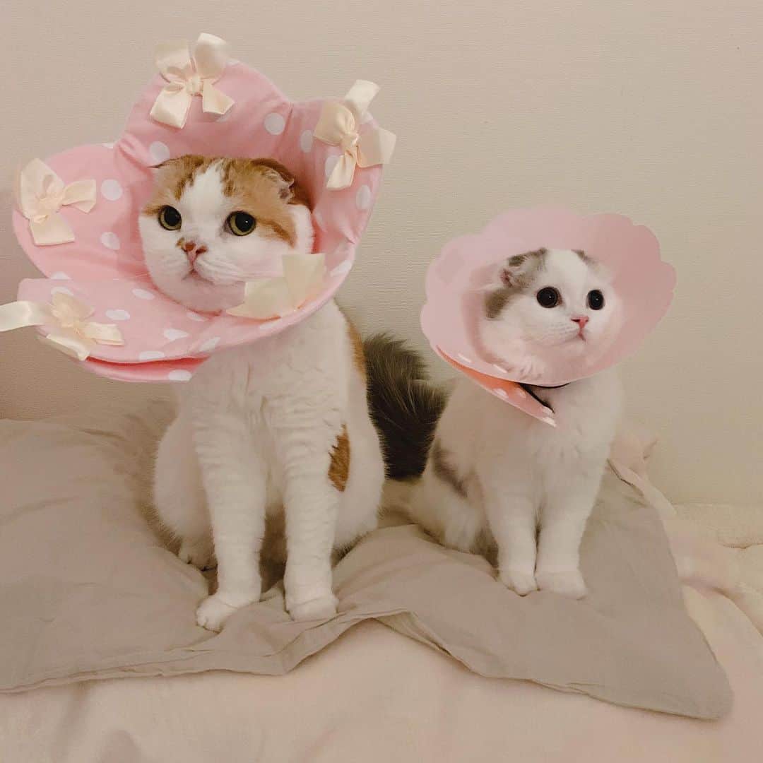 のんたさんのインスタグラム写真 - (のんたInstagram)「🌸 ぱんちゃんのエリカラを興味深そうに見ていたので 「のんちゃんもつけてみるー？」 と聞いて記念撮影しました！ ・ #scottishfold #catstagram_japan #catsofinstagram #cats_of_instagram#catoftheday #ilovemycat #bestmeow #catlover #cutecat #kittensofinstagram #cute #スコティッシュフォールド#エリカラ#brotherandsister」8月5日 23時11分 - utacci