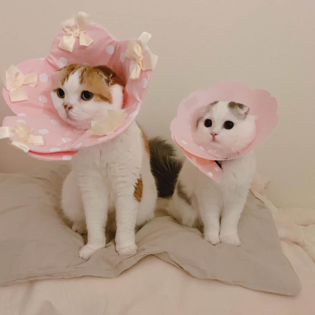 のんたのインスタグラム：「🌸 ぱんちゃんのエリカラを興味深そうに見ていたので 「のんちゃんもつけてみるー？」 と聞いて記念撮影しました！ ・ #scottishfold #catstagram_japan #catsofinstagram #cats_of_instagram#catoftheday #ilovemycat #bestmeow #catlover #cutecat #kittensofinstagram #cute #スコティッシュフォールド#エリカラ#brotherandsister」