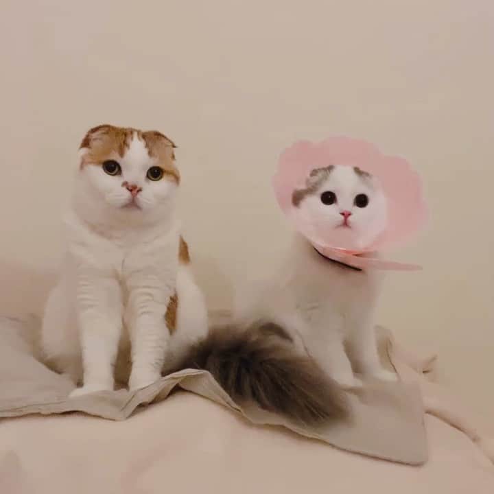 のんたのインスタグラム：「動画も🎦 ぱんちゃんエリカラのままカカカ🐤 途中でのんちゃんとちゅっ😘 ・ #scottishfold #catstagram_japan #catsofinstagram #cat #cats_of_instagram#catoftheday #ilovemycat #bestmeow #catlover #cutecat #kittensofinstagram #cute #スコティッシュフォールド#bluetabbyandwhite#redtabbyandwhite」