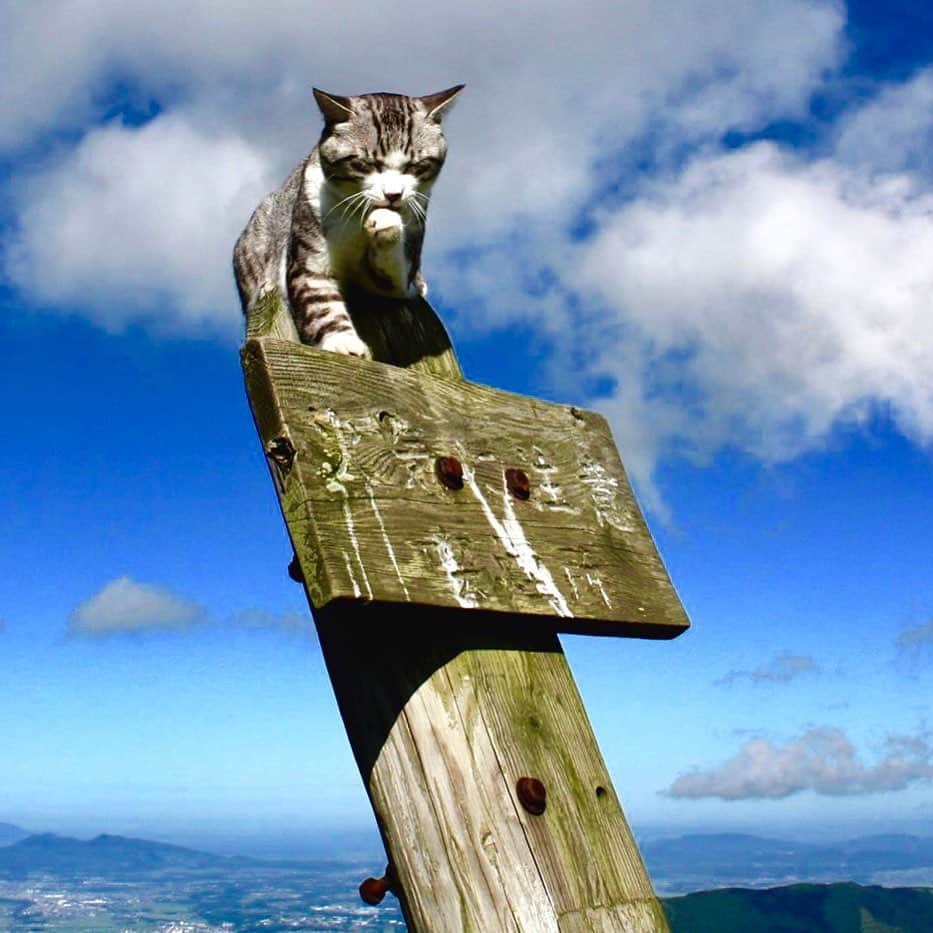 Nyankichi Noranekoさんのインスタグラム写真 - (Nyankichi NoranekoInstagram)「俺たちネコ界では、 高いところから周りを見渡して、 広い視野で物事を瞬時に判断し、 的確に指示を出すのが 優れたリーダーの証にゃり😸  #猫 #고양이 #แมว #貓 #кошка #qata #chat #ニャンスタグラム #gato #ねこ部 #旅猫 #動物 #ペット #ニャン吉 #かわいい #にゃらん #kawaii #保護猫 #イケニャン #japan #猫写真 #ねこ #seekor #ネコ #動物 #日本 #阿蘇」8月5日 23時13分 - noraneko_nyankichi
