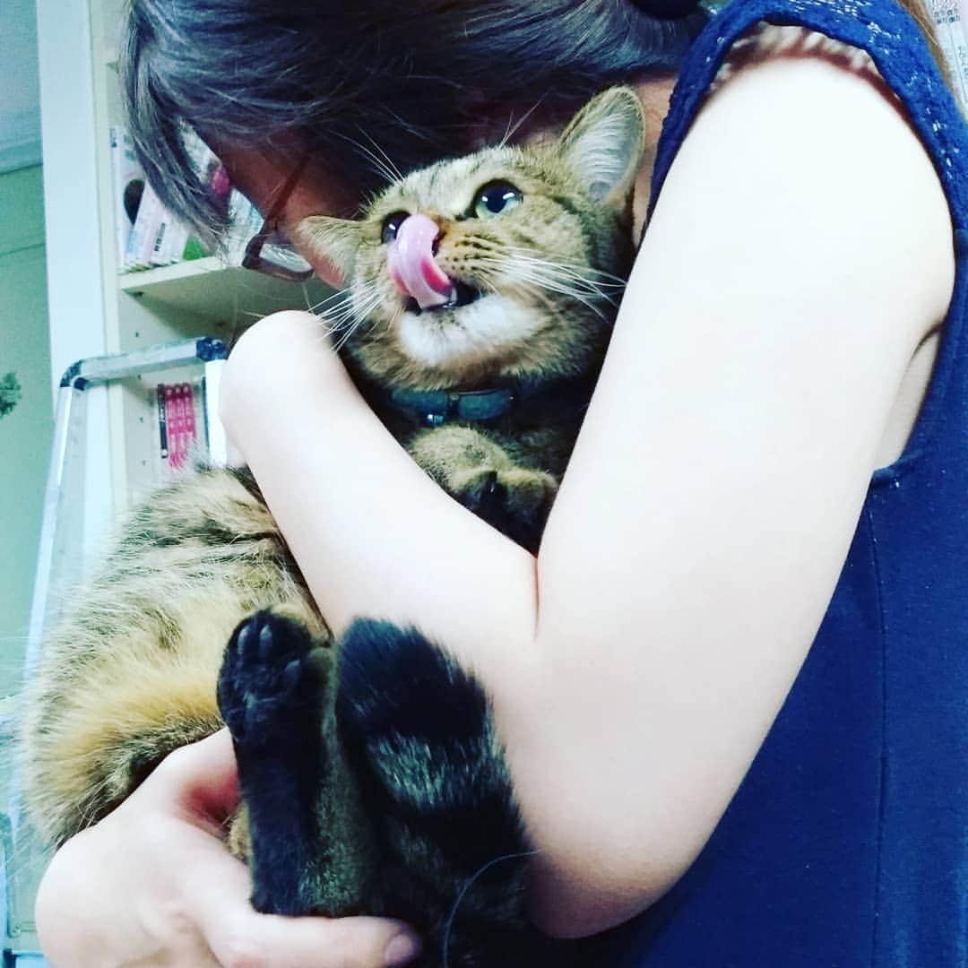 高口里純さんのインスタグラム写真 - (高口里純Instagram)「たしけて… 超苦手な娘に抱かれパニックのカムさん🙀  #猫#ねこすたぐらむ #にゃんすたぐらむ #キジトラ  #cat#kitty#pet」8月5日 23時19分 - takaguchijay