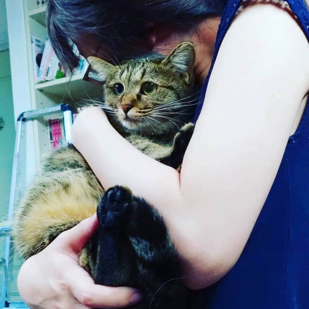 高口里純さんのインスタグラム写真 - (高口里純Instagram)「たしけて… 超苦手な娘に抱かれパニックのカムさん🙀  #猫#ねこすたぐらむ #にゃんすたぐらむ #キジトラ  #cat#kitty#pet」8月5日 23時19分 - takaguchijay