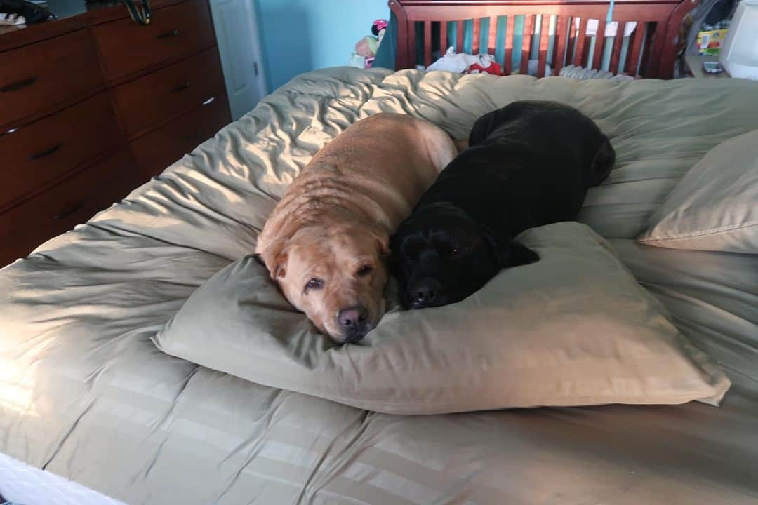 Jake And Gingerさんのインスタグラム写真 - (Jake And GingerInstagram)「Don’t want to get out of bed🙁 #talesofalab #fab_labs_ #labs_of_insta #worldoflabs #dogsofinstagram #weeklyfluff」8月5日 23時20分 - jake_n_ginger