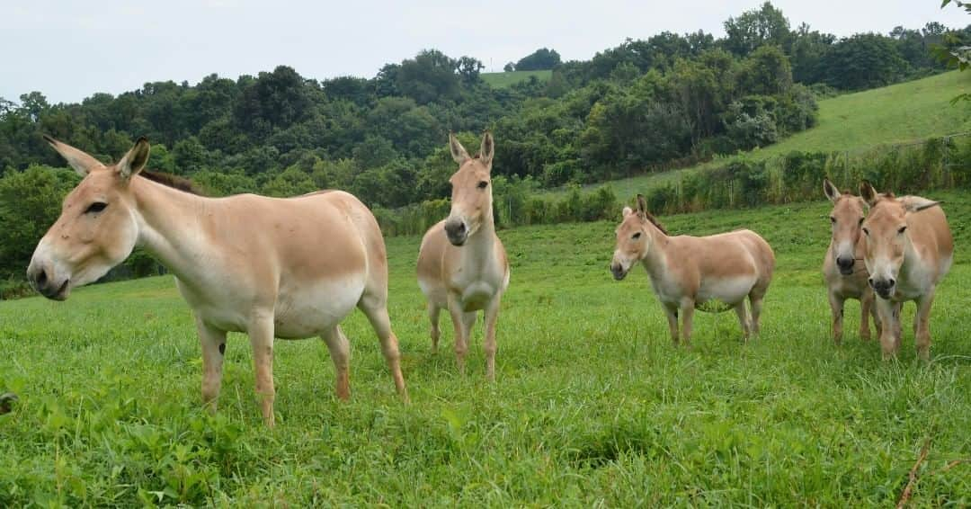 スミソニアン国立動物園さんのインスタグラム写真 - (スミソニアン国立動物園Instagram)「If you want to understand why onagers are so cool, you have to understand where they come from—which is really hot. Persian onagers are native to the semi-desert region of Iran, where it can get up to 120 degrees Fahrenheit during the day. One of their most incredible adaptations is their ability to withstand extreme temperatures.  Another amazing thing about onagers is how scrappy they are! Since rain is hard to come by in the desert of central Asia, leaves and grasses provide onagers with most of the water they need to survive, which distinguishes them from other equine species. A Przewalski’s (sha-VAL-ski) horse (native to the steppes of the Gobi Desert) may drink up to 12 gallons of water a day, Persian onagers might only drink 1.5 gallons. Onagers have evolved to handle anything the desert can throw at them with few resources.  If you want to understand onager behaviors and personalities, their evolutionary family tree provides some great insight. They are the largest subspecies of Asiatic wild ass. Their closest relative, the African wild ass, is the ancestor of domestic donkeys.  They are inquisitive, but stubborn enough that everything needs to be their idea. Ancient civilizations attempted to domesticate the onager without success due to their unruly nature.  #WeSaveSpecies #PersianOnager #NotADonkey #NotAHorse」8月5日 23時40分 - smithsonianzoo