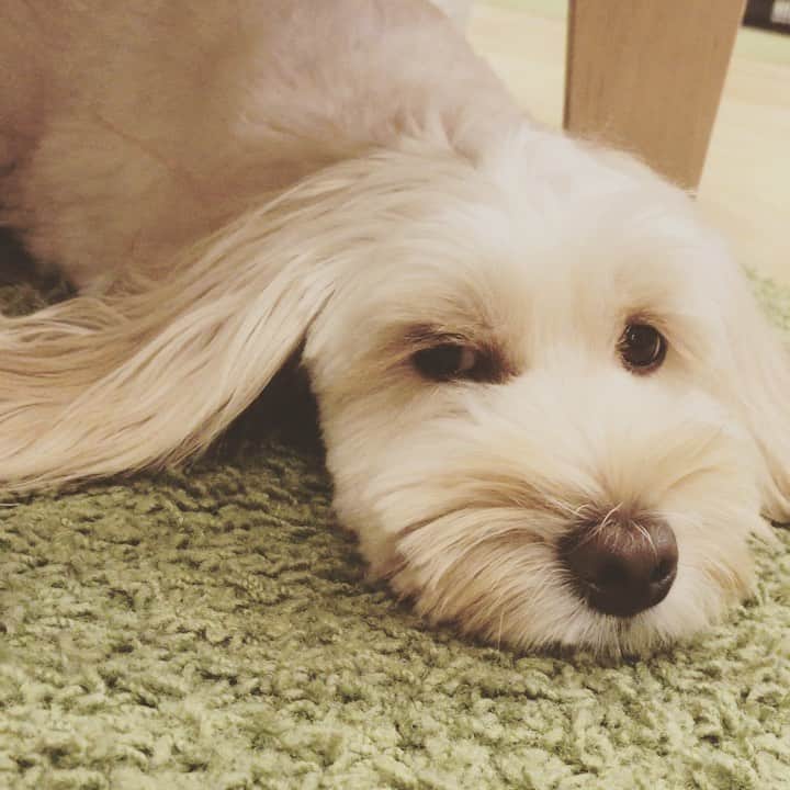 北山陽一のインスタグラム：「ねむおもち #きたやまおもち」