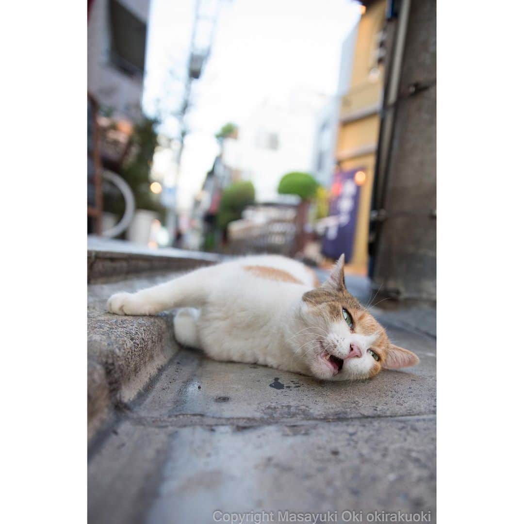 Masayukiさんのインスタグラム写真 - (MasayukiInstagram)「Lazyおほね。  #cat #ねこ」8月5日 23時56分 - okirakuoki