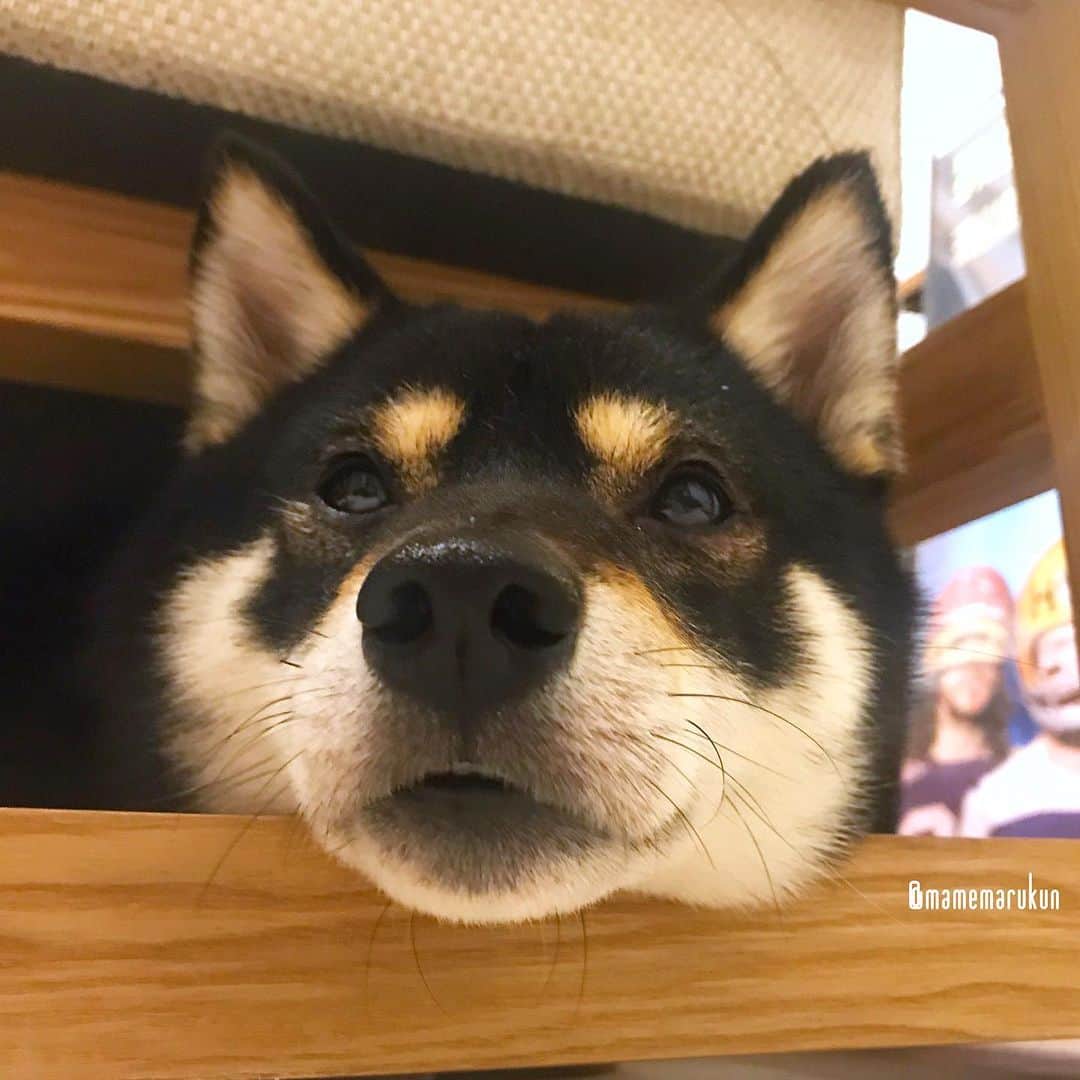 まめ丸のインスタグラム：「* * ソファのここ、 あごのせるのにちょうどいいんだよね🐶💓 おやすみー⭐️ #ソファの下のまめ丸 シリーズ * I hid under the sofa🐶 good  night🐶💓 * #今日はもうここでねようかな #おかおがとろけ中 * #柴犬#豆柴#柴#黒柴#犬#ふわもこ部#いぬのきもち部#shiba#shibainu#shibastagram#shibadog#puppy#instadog#dogstagram#dog#instashiba#petstagram#pet#cutepetclub#강아지#멍스타그램#doglover#ilovemydog#weeklyfluff#rakutenpet#hideandseek」