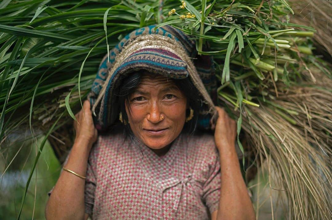 National Geographic Creativeさんのインスタグラム写真 - (National Geographic CreativeInstagram)「Photo by @renan_ozturk | A Kulung woman carries fodder home for her livestock in the village of Bung, Nepal. #Woman #Nepal #Strength」8月6日 0時03分 - natgeointhefield