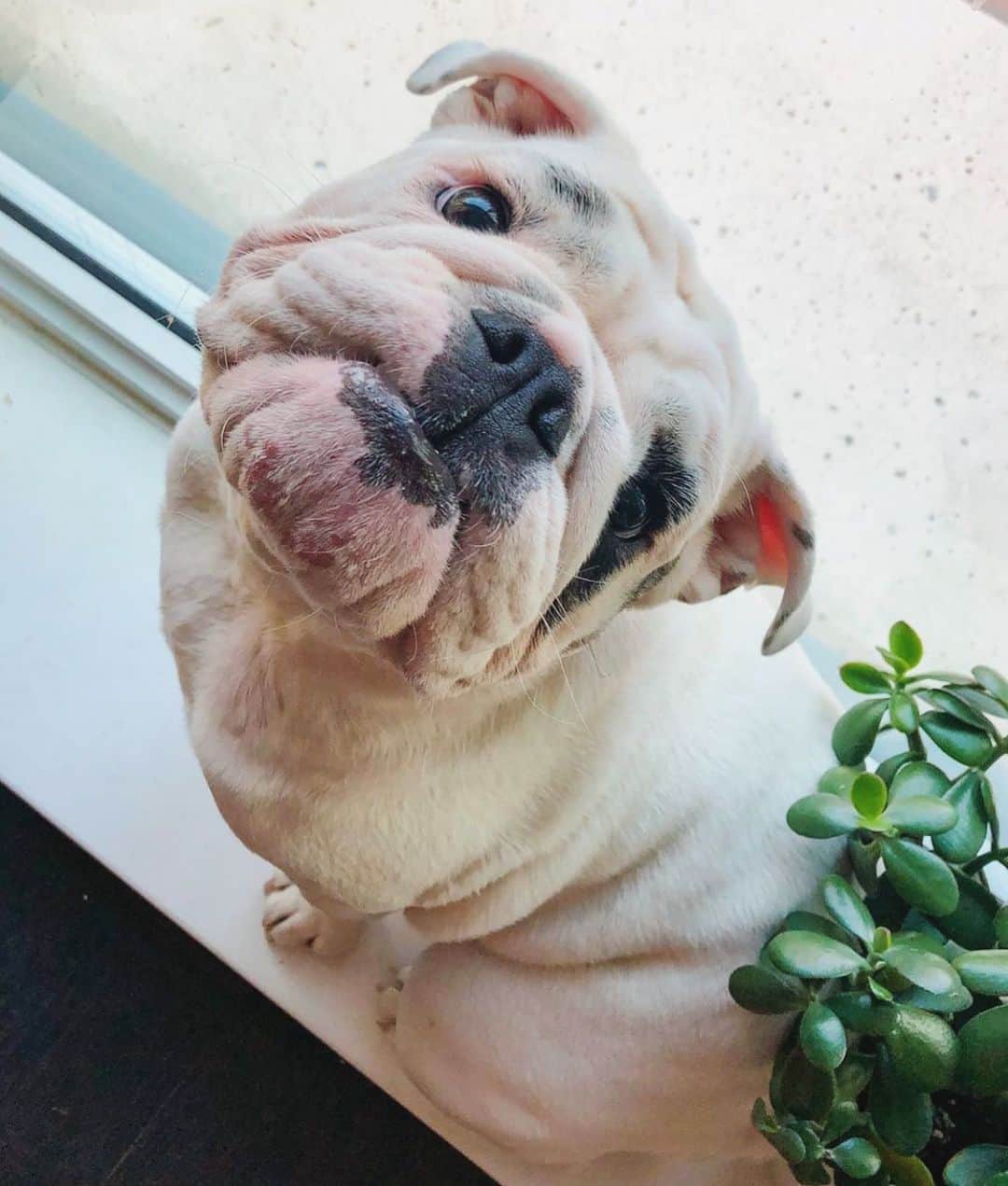 のインスタグラム：「Hamming it up this Monday 💗 . . . . #bulldog #puppy #love #baby #ham #smile #bestoftheday #monday #motivation #dogsofinstagram @mickeymickersons」