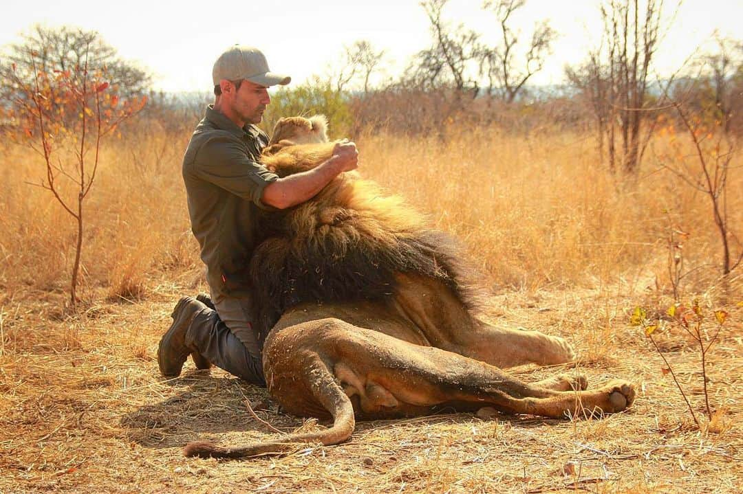 Kevin Richardson LionWhisperer さんのインスタグラム写真 - (Kevin Richardson LionWhisperer Instagram)「Thank you @sophie_lemaitre for this beautiful memory of Siam sharing a moment with me. Not a day goes by without me giving thanks to God for the ability to communicate and understand these incredible sentient beings. 🙏🏼. It’s a gift I don’t take for granted and one I will use as much as possible to educate people (young and old, but especially young) to the horrors captive lions face and to the declining lion numbers in the wild. #preservinghabitat #protectinglions #savehabitat #savelions #cannedlionhunting  #captivelion #educationiskey #reconnectwithnature #lionwhisperertv」8月6日 0時39分 - lionwhisperersa