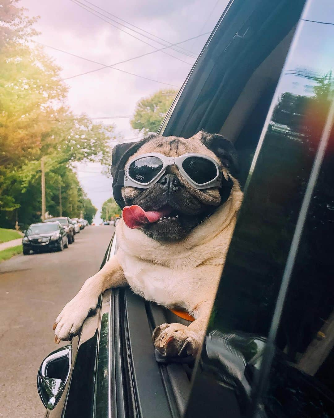 itsdougthepugさんのインスタグラム写真 - (itsdougthepugInstagram)「“They see me rollin” -Doug • Guess what? I finally have a @tiktok account! Follow me at dougthepug to see the video of this moment & exclusive new videos in the future 😎」8月6日 0時57分 - itsdougthepug