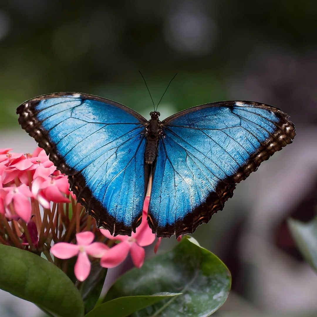 アニマルプラネットさんのインスタグラム写真 - (アニマルプラネットInstagram)「Enjoy these blue morpho butterflies while you can! They only live 115 days!!! . . . . . . . #animalplanetupclose #animalsofinstagram #animalplanet #animaloftheday #wild #wildlife #outdoors #animals #wildanimals #conservation #nature #animallovers #instanature #wildgeography #bluemorpho #butterfly」8月6日 1時02分 - animalplanet