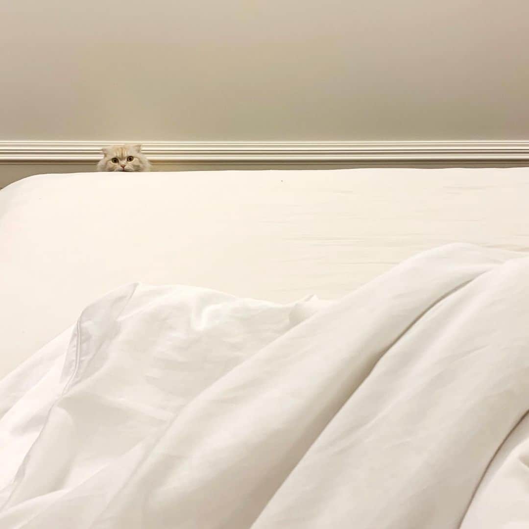 チャン・チュンニンのインスタグラム：「🐈👀 ⋯😏」