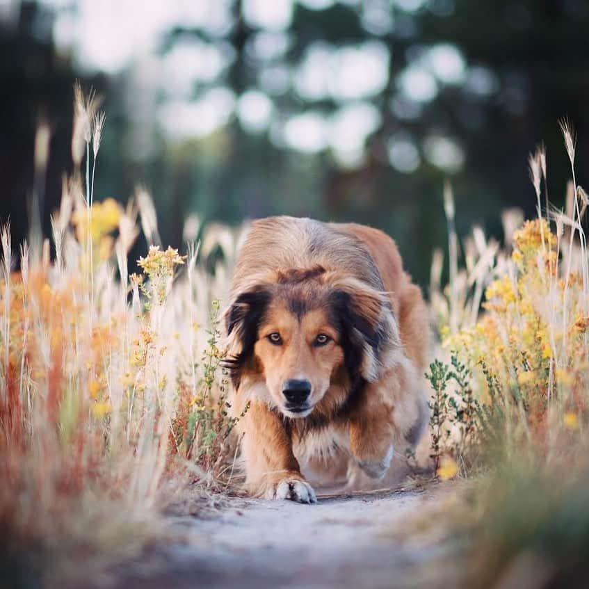 DogsOf Instagramのインスタグラム：「“Look into my eyes and tell me what you see ?👀” writes @bokehdog  #dogsofinstgram」