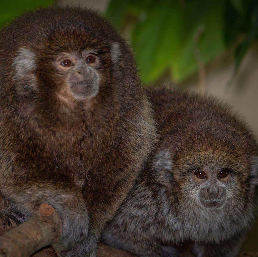 スミソニアン国立動物園さんのインスタグラム写真 - (スミソニアン国立動物園Instagram)「🐒❤️ Meet Kingston, our new titi monkey! She recently joined our male, Henderson, in Amazonia's rainforest habitat. Get the inside scoop on the pair + visiting tips from animal keeper Donna Stockton! 👋 KEEPER Q&A: s.si.edu/2OEoq4F. (Link in bio.)」8月6日 1時08分 - smithsonianzoo