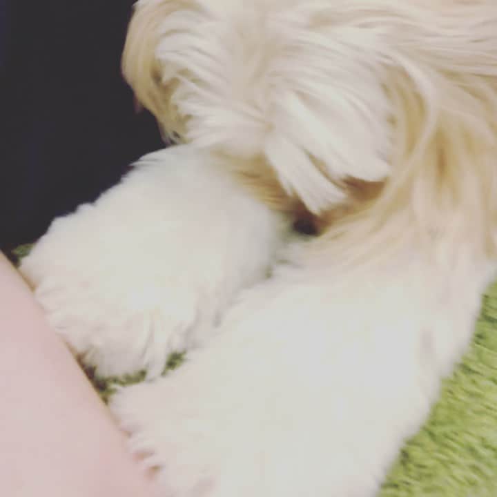 北山陽一のインスタグラム：「あまえもち #きたやまおもち」