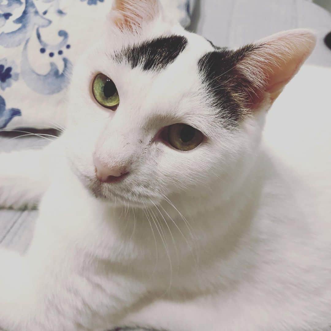 Siznaのインスタグラム：「#dura #cat #づら #猫 #sizna #雑種 #元地域猫 #ヅラ #ヅラ猫 #ヅラ猫部 #にゃんスタグラム #猫変態を増やそうの会 #2019夏 #水を沢山飲んだ」