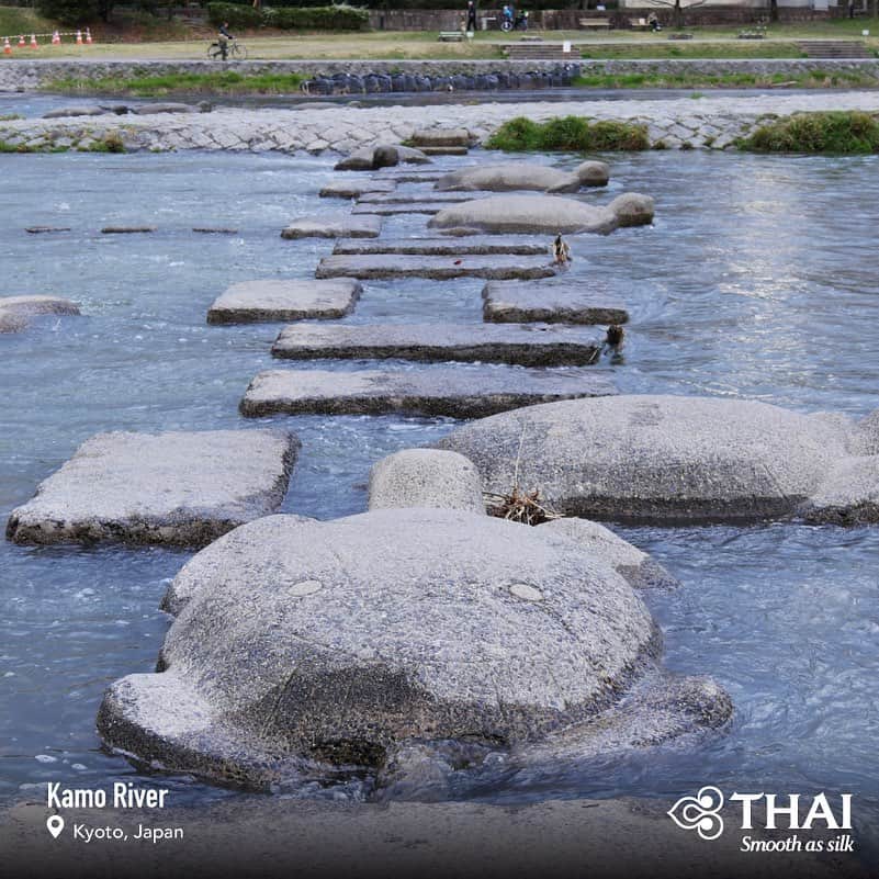 タイ航空さんのインスタグラム写真 - (タイ航空Instagram)「Some stepping stones across the Kamo River in Kyoto, Japan, have the shape of turtles. Can you spot some of them in this picture? . #ThaiAirways #SteppingStones #Turtle #KamoRiver #Kyoto #Japan」8月6日 1時55分 - thaiairways