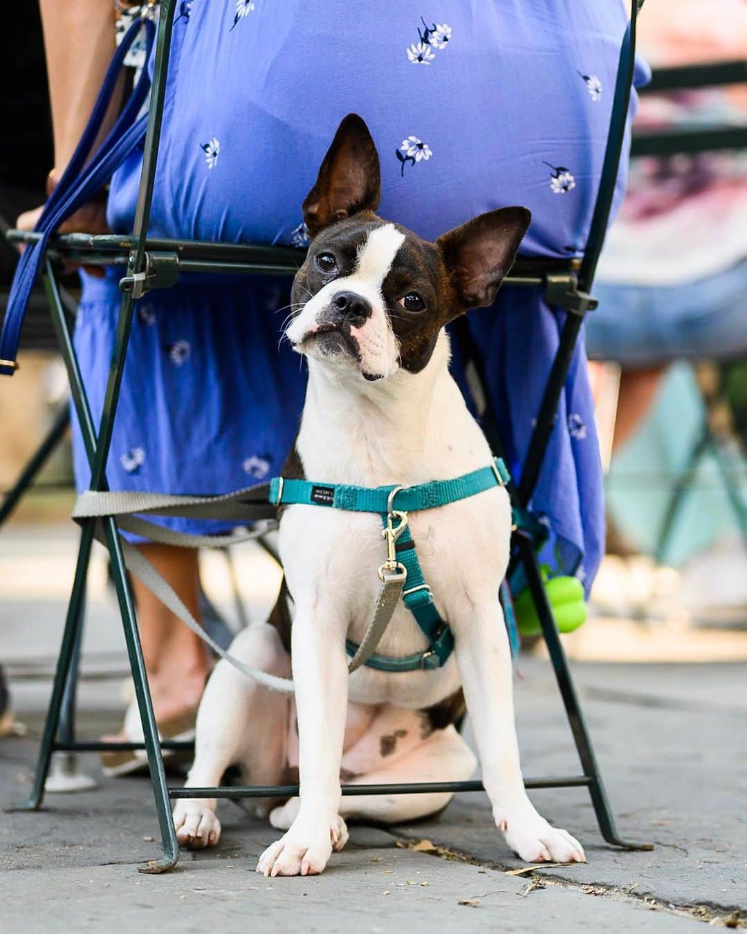 The Dogistさんのインスタグラム写真 - (The DogistInstagram)「Maple, Boston Terrier (9 m/o), Bryant Park, New York, NY • “She loves the wolf scenes in Game of Thrones. She’s House Stark.”」8月6日 1時57分 - thedogist