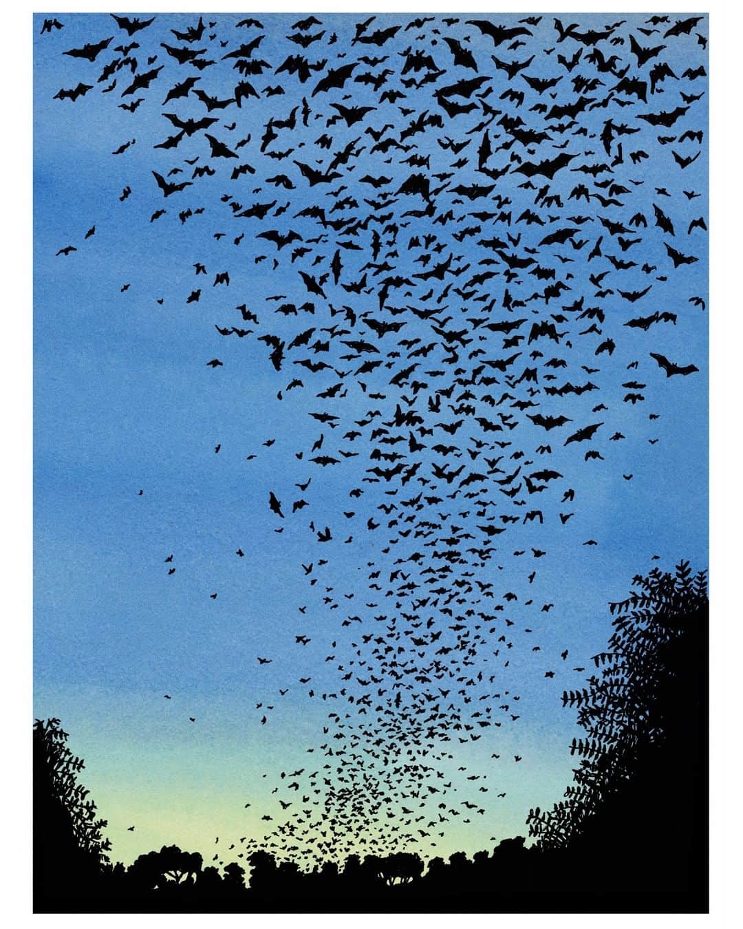 The New Yorkerさんのインスタグラム写真 - (The New YorkerInstagram)「More than fifteen million Mexican free-tailed bats live, for part of the year, deep in the recesses of Bracken Cave, in southern Texas. The bats are so numerous that they appear on radar systems—great blobs popping up and hovering above Bracken Cave every night. In about the last two decades, the bats’ spring migration to Texas—they spend their winters scattered across Mexico—has advanced by two weeks. Tap the link in our bio to read more about how rapid climate change is affecting the bats’ behavior, and what it means for animals’ extinction rates. Illustration by Ed Steed.」8月6日 2時30分 - newyorkermag