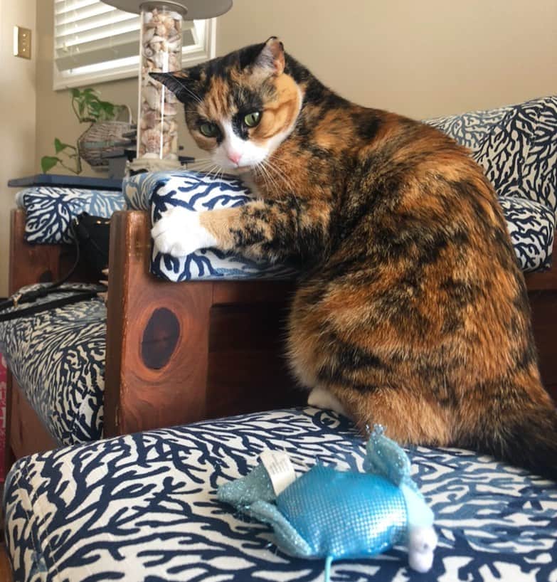 リリーのインスタグラム：「Focus, focus, pounce!」