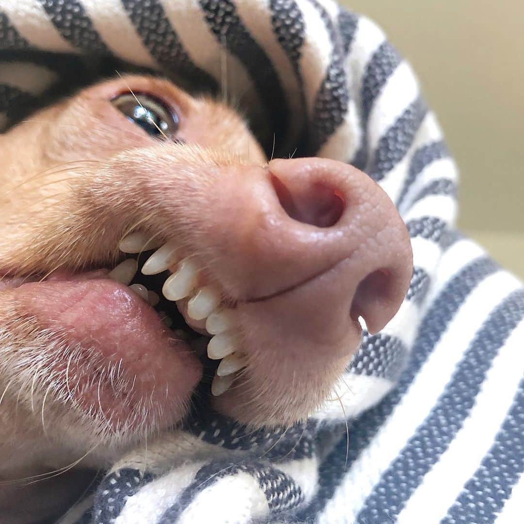 Tuna {breed:chiweenie} さんのインスタグラム写真 - (Tuna {breed:chiweenie} Instagram)「It looks to me like he’s protesting Mondays, as one follower pointed out. #strugglebus」8月6日 3時44分 - tunameltsmyheart