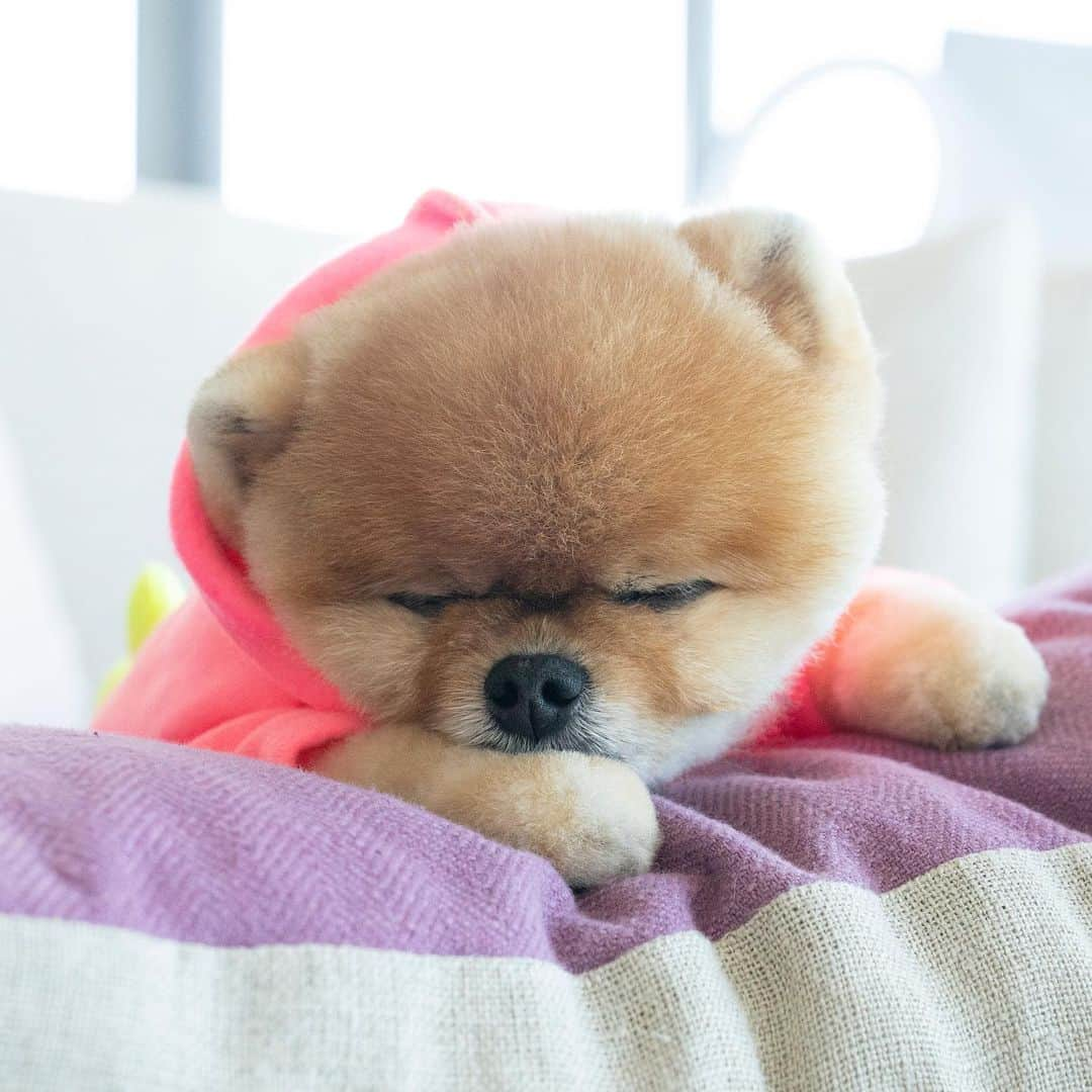 jiffさんのインスタグラム写真 - (jiffInstagram)「💗」8月6日 4時04分 - jiffpom