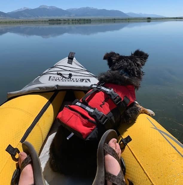 オボズさんのインスタグラム写真 - (オボズInstagram)「A beauty of a weekend on the water usually results in a #RuffMonday. We feel you. 🐶: Dolly 🙋🏼: Oboz Customer Service Manager Elizabeth . . . . #dogsofoboz #waterdog #montana #leadtheway」8月6日 4時10分 - obozfootwear