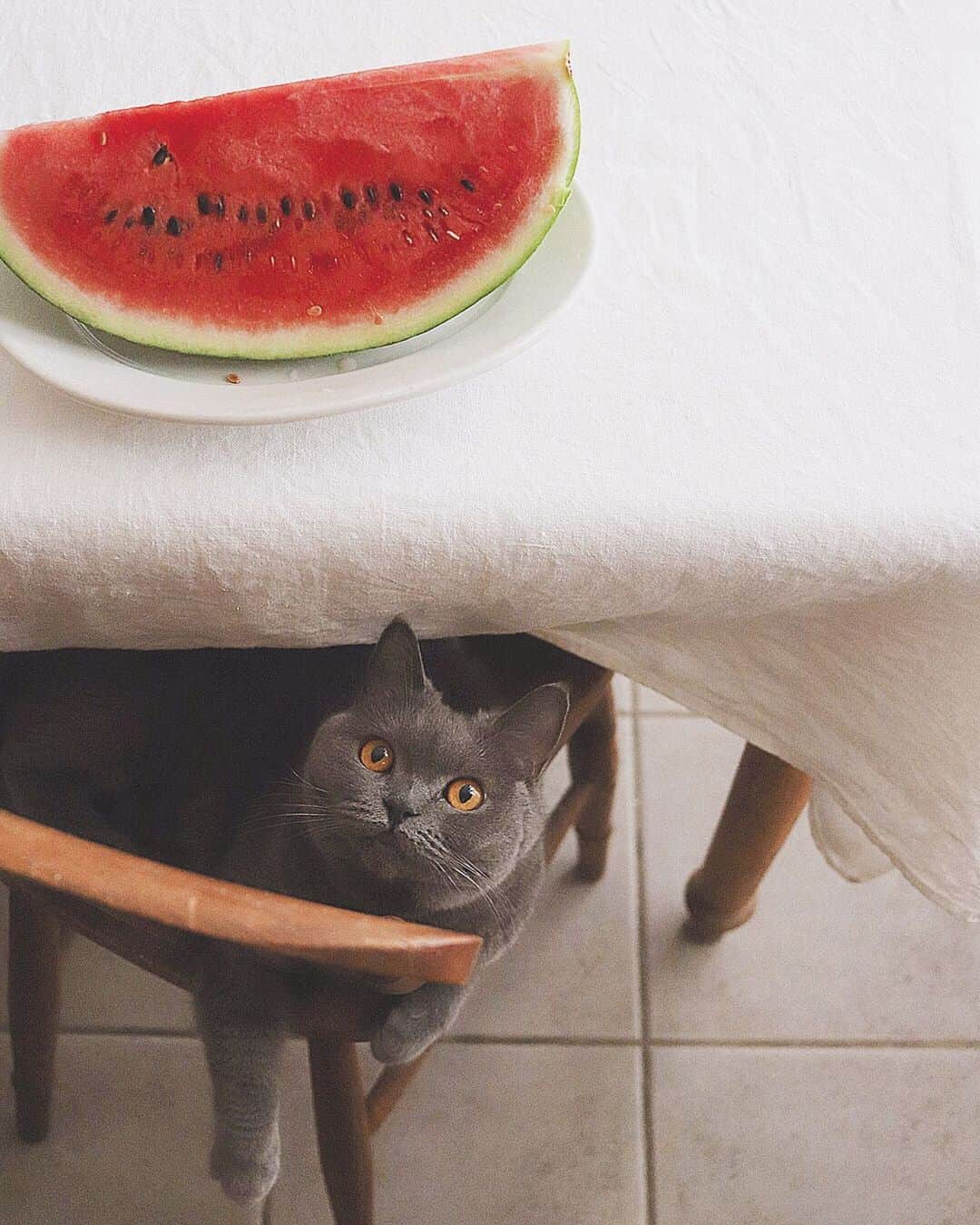 樋口正樹さんのインスタグラム写真 - (樋口正樹Instagram)「Watermelon 🍉 . おやつにスイカ。 よく冷え大きめ １／８カットで。 . . #Watermelon #🍉 #スイカ #夏休み #樋口ボナ #bonahiguchi」8月6日 15時19分 - higuccini
