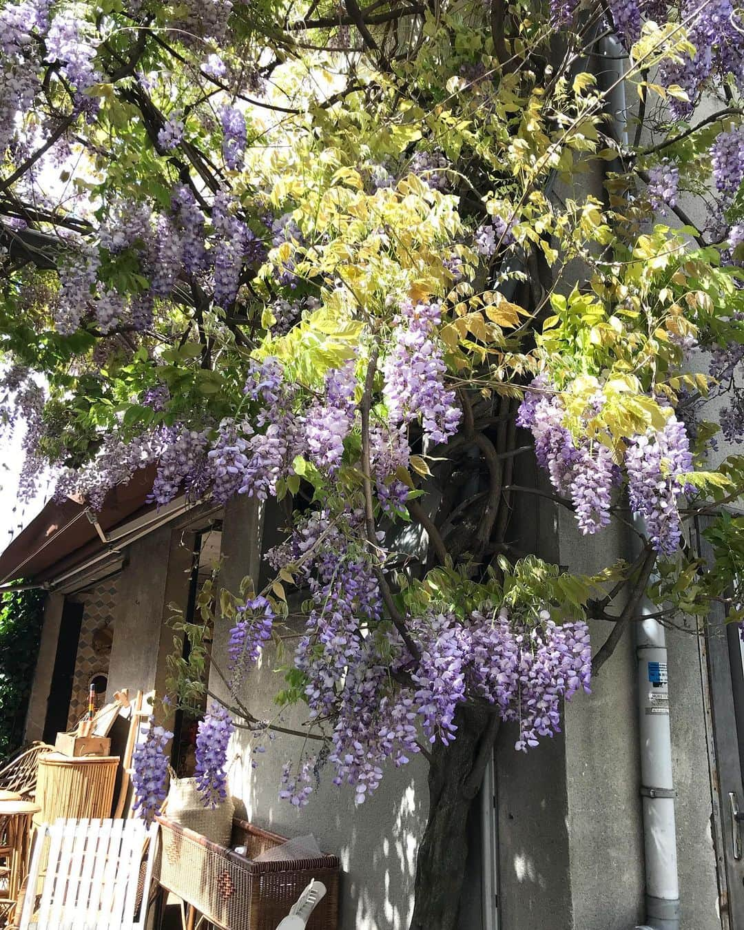 小藪奈央さんのインスタグラム写真 - (小藪奈央Instagram)「Wisteria in Paris some time ago  ぶどうみたいで可愛い。藤かな？パリではいっぱい咲いてる。ロンドンで見るとポッシュに見えてまた違う雰囲気。」8月6日 14時12分 - nao_now