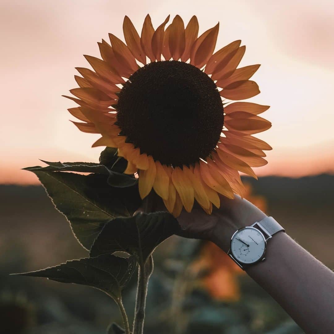 Kapten & Sonさんのインスタグラム写真 - (Kapten & SonInstagram)「'We're all golden sunflowers inside!' ☀️@freund.und.freundin wears our Heritage Silver Mesh - the perfect detail to your summer outfit! 🌻 #bekapten #kaptenandson⁠ .⁠ .⁠ .⁠ #watches #watchaddict #instawatch #accessories #summertime #summervibes #sunflower #instadaily #ootdfash #fashionlover」8月6日 14時30分 - kaptenandson
