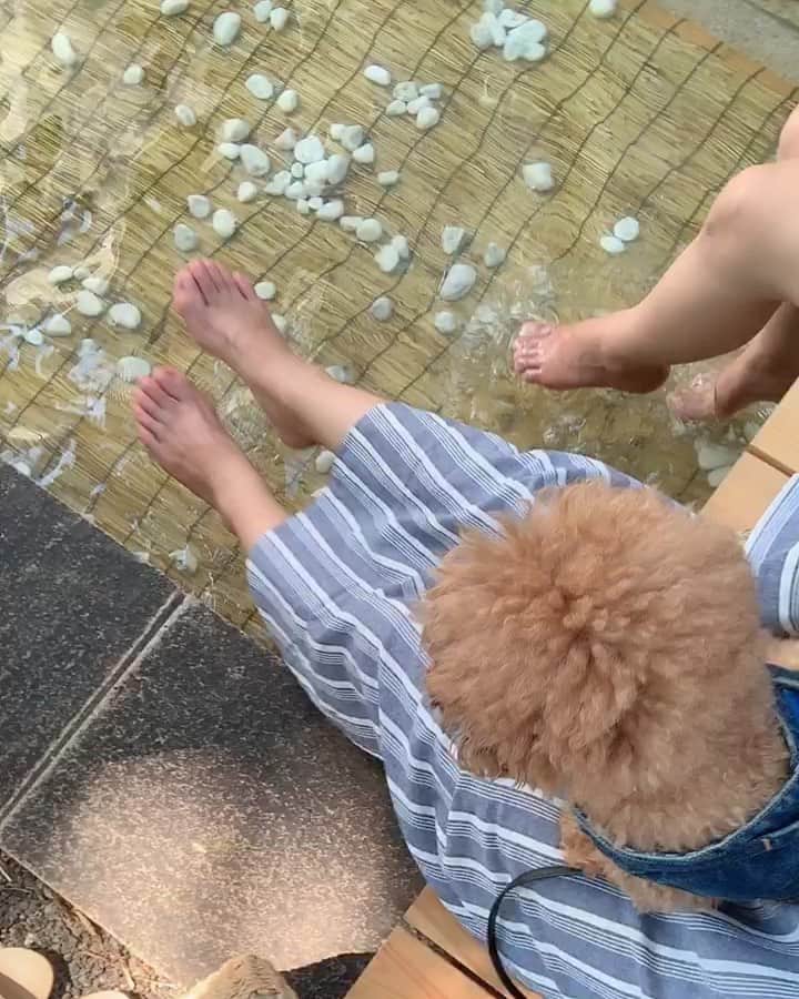 のインスタグラム：「涼｡:.ﾟஐ⋆* 脚を浸けてるだけで 涼しく感じる✨  Manamiとミートとロルで ダブルデート💓  気持ち良かった✨  また来たいな♪  元気な時にw  奈良帰りだったから ちと疲れてたwww  #ashimizu #midtowntokyo #ミッドタウン東京 #六本木ミッドタウン #toypoodle #dogstagram #いぬすたぐらむ #ロルスタグラム #ダブルデート」