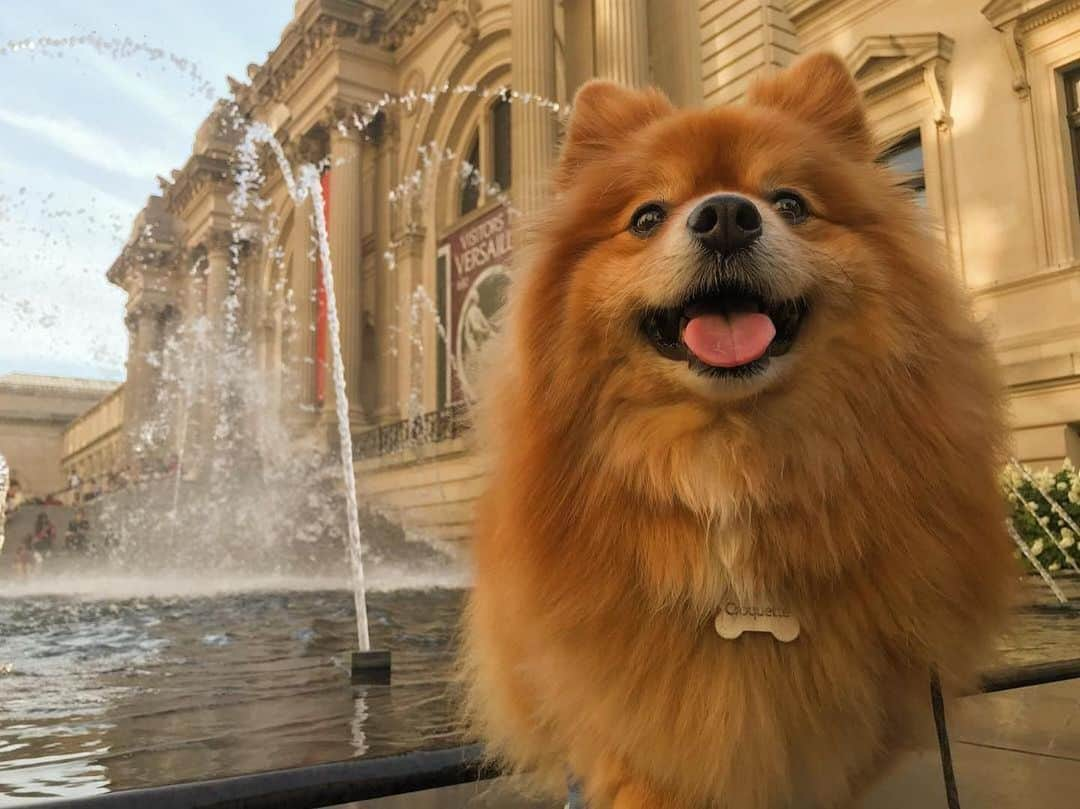 メトロポリタン美術館のインスタグラム