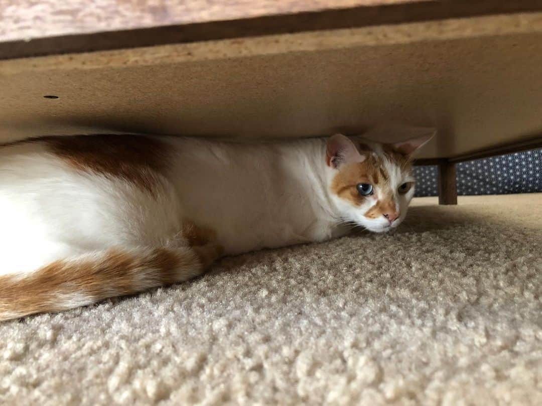 Richard Kittyさんのインスタグラム写真 - (Richard KittyInstagram)「Richard’s go-to hiding spot when the dryer repairman comes over: under the coffee table ☕️」8月6日 6時42分 - richard_kitty