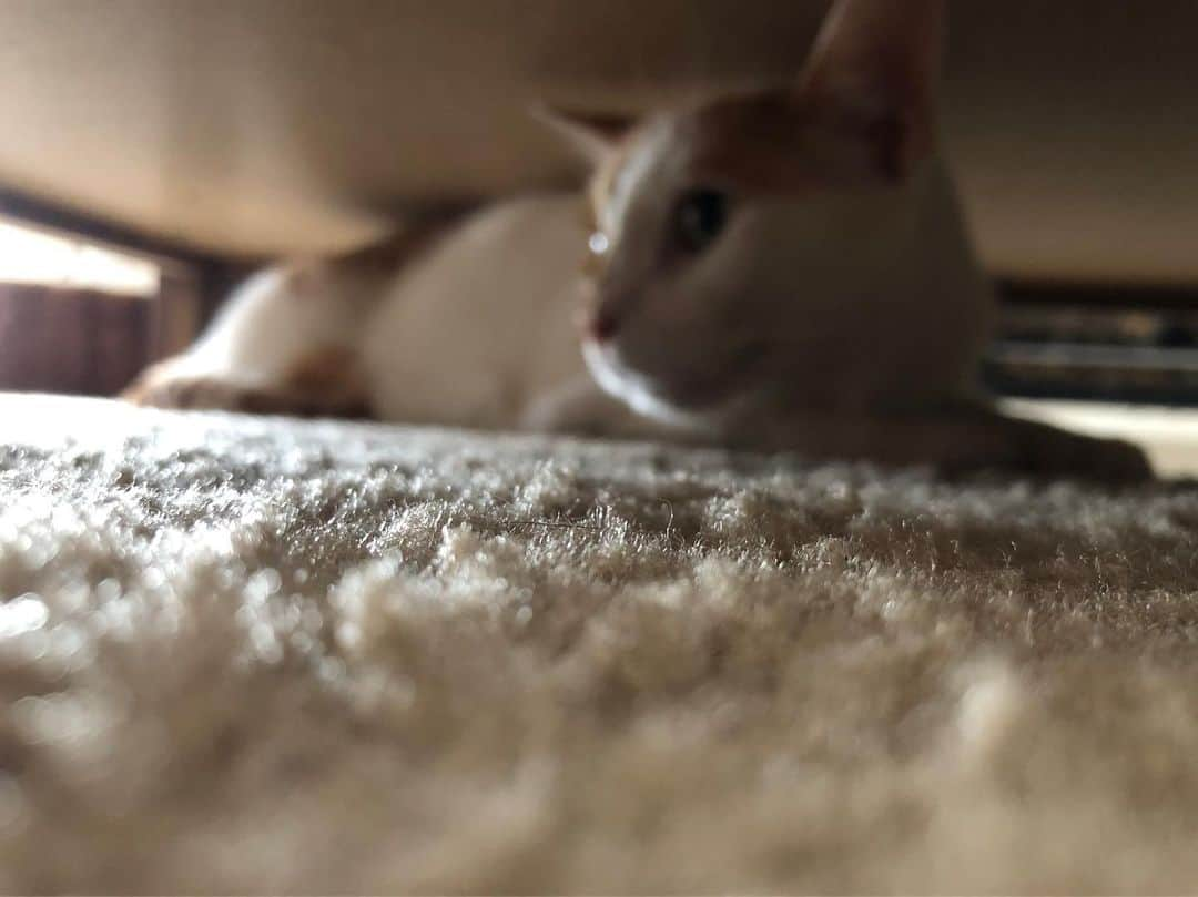 Richard Kittyさんのインスタグラム写真 - (Richard KittyInstagram)「Richard’s go-to hiding spot when the dryer repairman comes over: under the coffee table ☕️」8月6日 6時42分 - richard_kitty