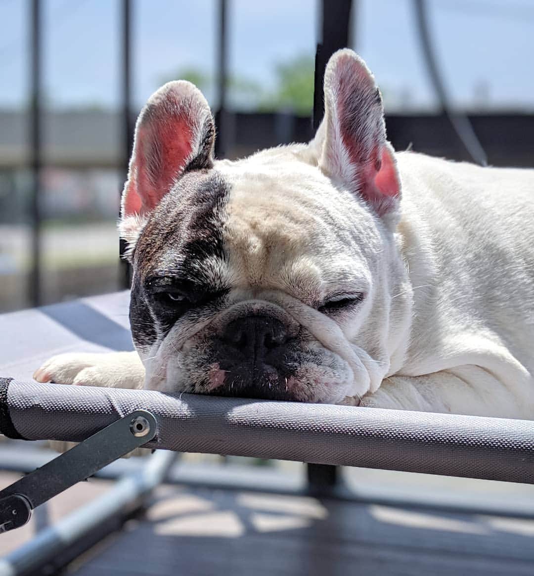 Manny The Frenchieさんのインスタグラム写真 - (Manny The FrenchieInstagram)「Mondays are better on cots」8月6日 6時52分 - manny_the_frenchie