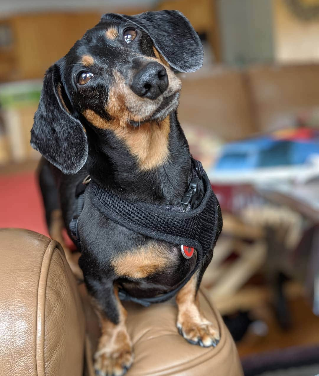 Crusoe the Celebrity Dachshundさんのインスタグラム写真 - (Crusoe the Celebrity DachshundInstagram)「"Oakley's reaction when I told him he's an uncle!! 😅" ~ Crusoe」8月6日 6時55分 - crusoe_dachshund