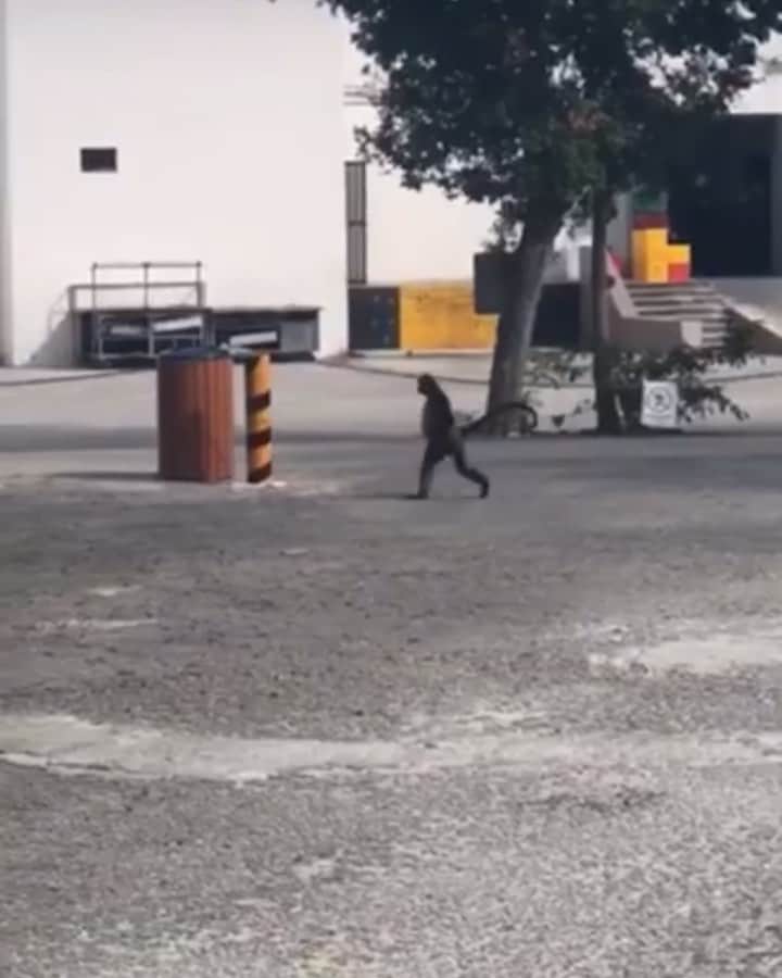 ジョージア・コウソウロウのインスタグラム：「In my element ..😱🐒」