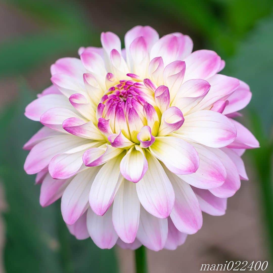 mani022400さんのインスタグラム写真 - (mani022400Instagram)「. 6 Aug. 2019 . Good morning🌸🌺🌹✨ . . . . . 🌺🌺🌺🌷🌷🌷🌹🌹🌹🌸🌸🌸 ご訪問ありがとうございます🙇 . お花以外の写真は サブアカウントにポストしています。 良かったら、覗いてください🙇🙇 ⬇️⬇️⬇️ @mani0224000 . 🌺🌺🌺🌷🌷🌷🌹🌹🌹🌸🌸🌸 . . . 🔷🔷🔷🔷🔷🔷🔷🔷🔷 #カメラ好きな人と繋がりたい  #flower  #花 #flowers  #写真好きな人と繋がりたい love_bestjapan  serahana #ファインダー越しの私の世界  #花のある暮らし  #bns_lite #eclecticshow #explore_floral . #9vaga9  9Vaga_Rose9  9vaga_3flowers9  #floristsandflowers #ip_blossoms_member #fabulous_shots ig_flowers #ponyfony_flowers #meiko_flora_member meiko_roses  #myheartinshots #la_flowers #rainbow_petals #top_favourite_flowers  #quintaflower #inspiring_shot #phx_flowers #dreaming_in_macro flower_special_legend  nature_special_legend  #ind_flowers #tv_flowers #best_mmf_vipday  #best_beauty_flora_  9vaga_flowersart9 #ptk_flowers #fleur_noblesse_m .」8月6日 7時06分 - mani022400