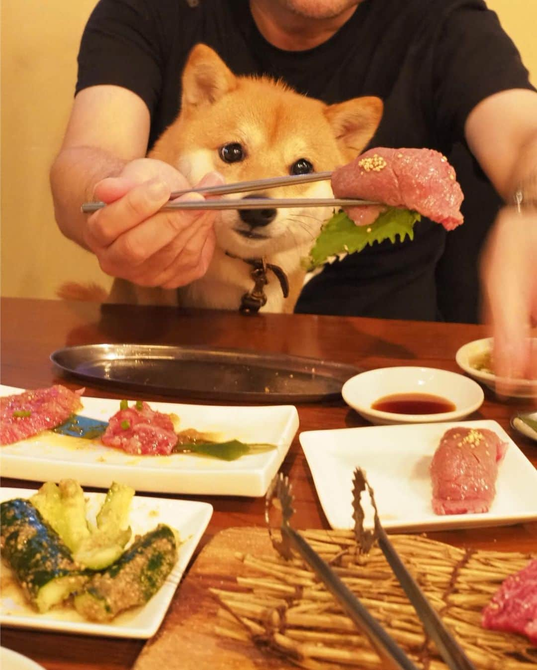 豆柴にこちゃんさんのインスタグラム写真 - (豆柴にこちゃんInstagram)「🐶 おはよー 肉を凝視🥓⇦👀 . 最後の写真は、 2本の爪でパパの腕をしれっと 刺しているところ😆 . #柴犬#豆柴#pecoいぬ部#犬#わんこ#犬#ここ柴部#shibainu#dog#mameshiba#pecotv#dog#いぬのきもち部#しばいぬ#しばけん#こいぬ#シバイヌ#いぬ#イヌ#赤柴#マメシバ#ペット#日本犬#子犬#puppy#doggo#pet#시바견#강아지#개」8月6日 7時12分 - nikochan.mame48