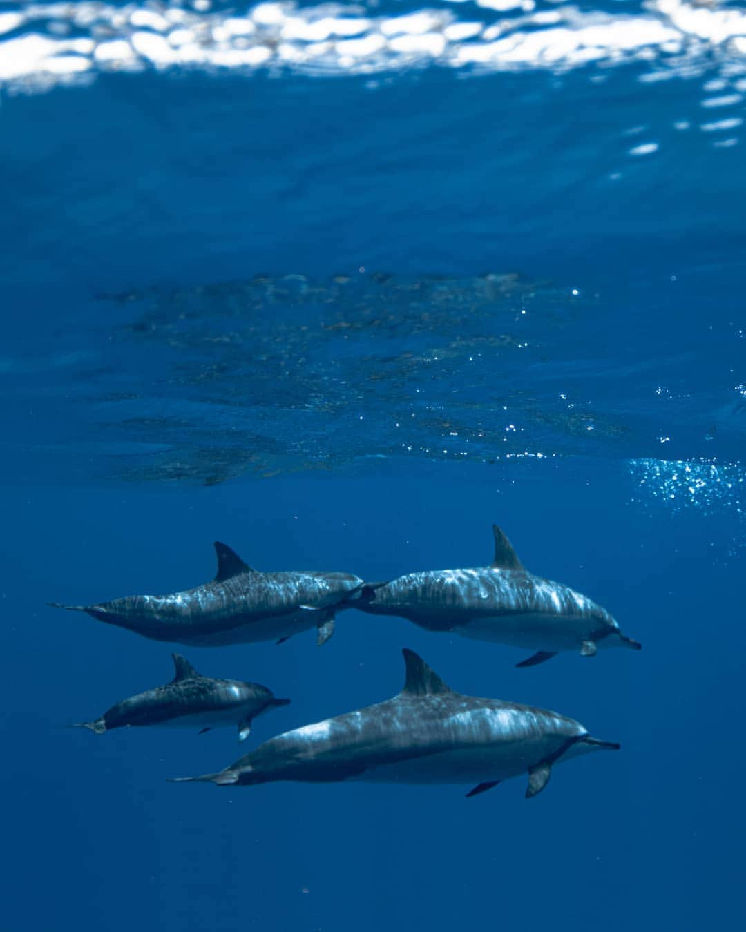 And Youさんのインスタグラム写真 - (And YouInstagram)「Dolphins have been observed teaching young how to use tools. They cover their snouts with sponges to protect them while foraging. ​. ​. ​. ​. ​. ​. ​. ​. ​. ​. ​. ​. ​. ​. ​. ​#hawaii #hawaiivacation #oahu #oahutours #hawaiistagram #unrealhawaii #hawaiiholiday #oceanlife #sealife #dolphins #wilddolphin」8月6日 7時14分 - dolphinsandyou